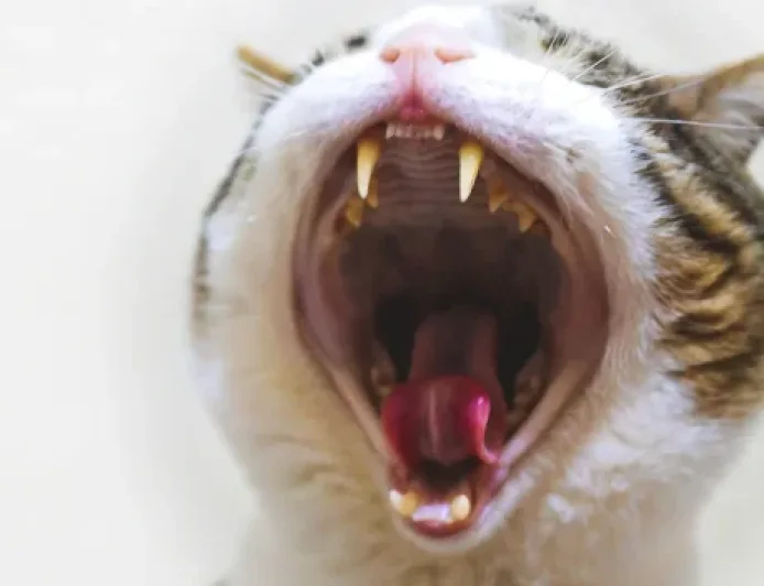 Sindiran Halus Lewat Meme: Tren Komunikasi Unik Gen Z di Media Sosial