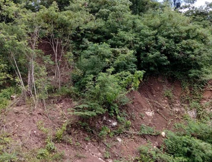 Banjir dan Longsor Sebabkan Tanah Kurang Subur, BRIN Ungkap Penyebabnya