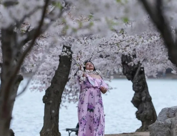 Potret Sakura Mekar di Washington, Simbol Persahabatan Jepang-AS yang Memukau