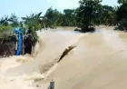 Tanggul Sungai Tuntang Jebol, Banjir Rendam Desa di Demak Jawa Tengah