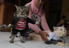 7 Manfaat Pelihara Kucing di Rumah yang Terbukti Secara Ilmiah