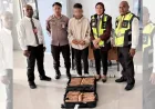 Gagalkan Penyelundupan 7,2 Kg Ganja di Bandara Sentani, Avsec Tangkap Pelaku