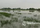 525 Hektare Sawah Terendam Banjir di Jombang, Kualitas Gabah Terancam Turun