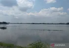 671 Hektare Sawah Terdampak Banjir di Kabupaten Demak, Ini Dampaknya