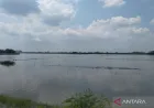 671 Hektare Sawah di Demak Terendam Banjir, Ribuan Warga Mengungsi