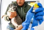 Vaksinasi Rabies Gratis di Bandung: Cegah Penularan Penyakit dari Hewan Peliharaan