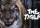 Sinopsis Film Korea The Tiger di Vidio: Duel Epik Pemburu dan Harimau Terakhir Joseon