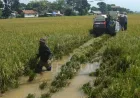 Petani Tegalluar Panen Padi Lebih Awal Akibat Banjir, Hindari Gagal Panen