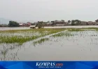Sawah 500 Hektar di Tegalluar Gagal Panen Akibat Banjir, 85 Persen Lahan Terendam