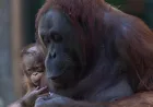 Orangutan Kalimantan Lahir di Madrid Zoo, Induk Surya Dijuluki Supermom