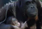 Bayi Orangutan Kalimantan Lahir di Kebun Binatang Madrid, Langkah Penting Konservasi