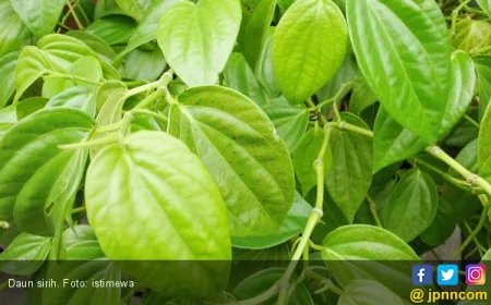 5 Khasiat Air Rebusan Daun Sirih untuk Meredakan Batuk dan Jaga Kesehatan