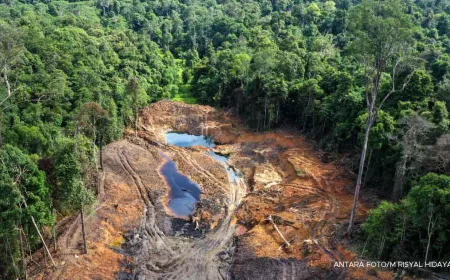 Deforestasi Indonesia 2025 Meningkat Signifikan, Ancaman Bencana Alam Bertambah