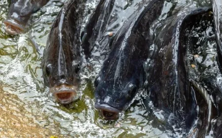 Hati-Hati Konsumsi 3 Ikan Kesukaan Warga RI yang Perlu Dibatasi