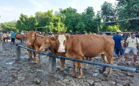 Penyakit Mulut dan Kuku di Kediri Melandai Pasca Lebaran, Target Nol Kasus Akhir April