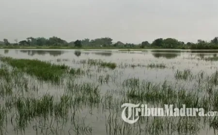 525 Hektare Sawah Terendam Banjir di Jombang, Kualitas Gabah Terancam Turun