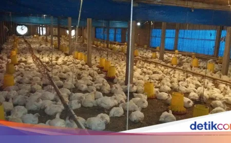 Harga Ayam di Kandang Anjlok, Peternak Alami Kerugian Berat
