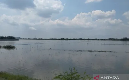 671 Hektare Sawah di Demak Terendam Banjir, Ribuan Warga Mengungsi