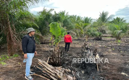 Penegakan Hukum Karhutla Diperketat untuk Cegah Kebakaran Hutan Meluas