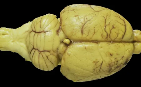 Neuron Otak Tikus Dilatih untuk Melakukan Komputasi AI Real-Time, Terobosan Brain-Machine Interface