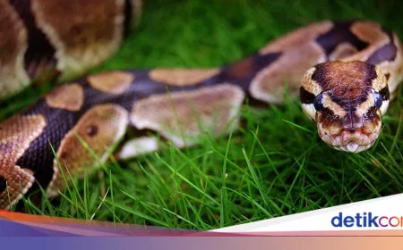 Darah Ular Piton Bisa Jadi Obat Diet Alami, Ini Fakta Ilmiahnya
