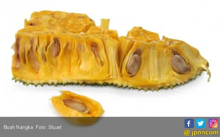 6 Manfaat Nangka untuk Kesehatan yang Bikin Penyakit Ogah Mendekat