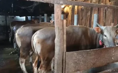 Diskannak OKU Timur Antisipasi Penyakit Ternak di Musim Pancaroba 2026