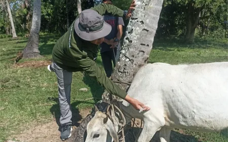 Vaksinasi Ternak di Aceh Besar Ditingkatkan untuk Cegah Penyakit Menular