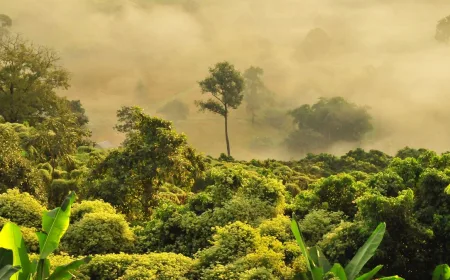 Perhutanan Sosial di Sikka Hasilkan Kopi Arabika Unggulan dengan Nilai Ekonomi Tinggi
