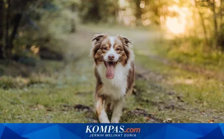 Waspada Leptospirosis Saat Musim Hujan: Gejala dan Cara Melindungi Anjing Anda