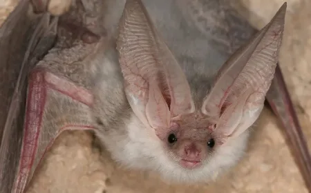 Waspadai Risiko Perdagangan Satwa Liar Penyebab Penyakit Zoonosis pada Manusia