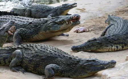 India Pertimbangkan Sebar Buaya dan Ular Berbisa untuk Amankan Perbatasan