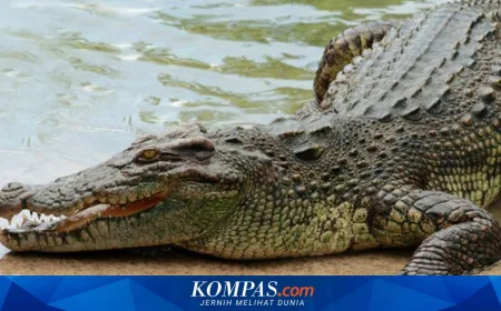 India Pertimbangkan Sebar Buaya dan Ular Berbisa di Perbatasan Bangladesh