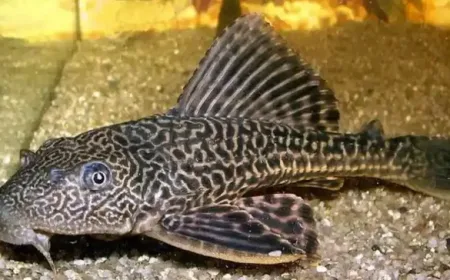 Operasi Penangkapan Ikan Sapu-Sapu di Jakarta: Apakah Aman untuk Dikonsumsi?