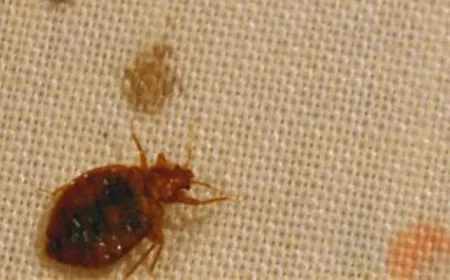 Wabah Kutu Pembunuh di Korea Selatan: 422 Orang Tewas dan Upaya Pencegahan