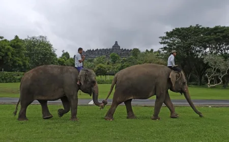 Pemerintah Resmi Larang Atraksi Wisata Gajah Tunggang