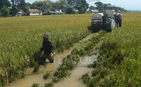 Petani Tegalluar Panen Padi Lebih Awal Akibat Banjir, Hindari Gagal Panen