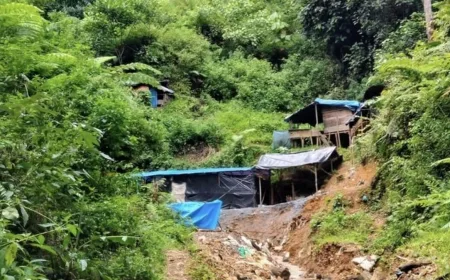 Pencabutan IUP di Kawasan Hutan: Penegakan Hukum dan Pemulihan Lingkungan Jadi Kunci