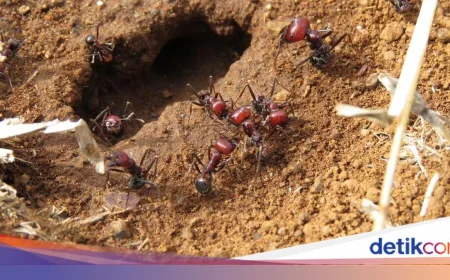 Semut Raksasa Afrika Jadi Incaran, Harga Rp 3,7 Juta Per Ekor di Pasar Gelap