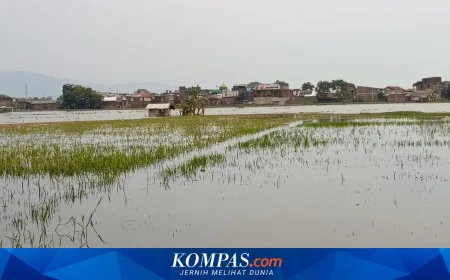 Sawah 500 Hektar di Tegalluar Gagal Panen Akibat Banjir, 85 Persen Lahan Terendam