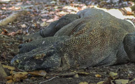 Polda Jatim Bongkar Sindikat Perdagangan Satwa Dilindungi, Komodo dan Trenggiling Diselamatkan