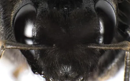 Ribuan Lebah Serbu Kota Netivot Israel, Netizen Kaitkan dengan Kisah Alkitab