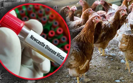 Vaksin Lokal untuk Penyakit ND: Terobosan Dosen UGM setelah Satu Abad Wabah di Indonesia