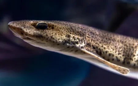 Ikan Sidat Indonesia Punya Kandungan Omega-3 Tertinggi Mengalahkan Salmon