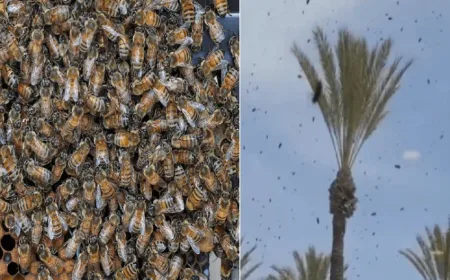 Puluhan Ribu Lebah Serang Israel dan Kepung Pesawat Militer, Dinilai Hukuman Tuhan