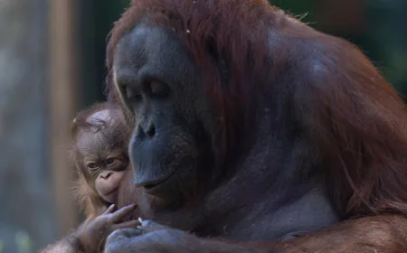 Orangutan Kalimantan Lahir di Madrid Zoo, Induk Surya Dijuluki Supermom