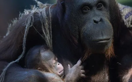 Bayi Orangutan Kalimantan Lahir di Kebun Binatang Madrid, Langkah Penting Konservasi