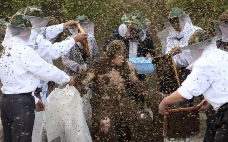 Kecelakaan Truk Angkut Jutaan Lebah di Tennessee Sebabkan Jalan Tol Lumpuh