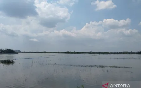 Pemkab Demak Upayakan Bantuan Benih untuk 278 Hektare Padi Puso Akibat Banjir