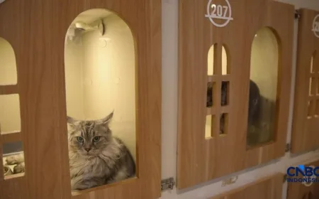 7 Manfaat Pelihara Kucing untuk Kesehatan Tubuh dan Mental Terbukti Ilmiah